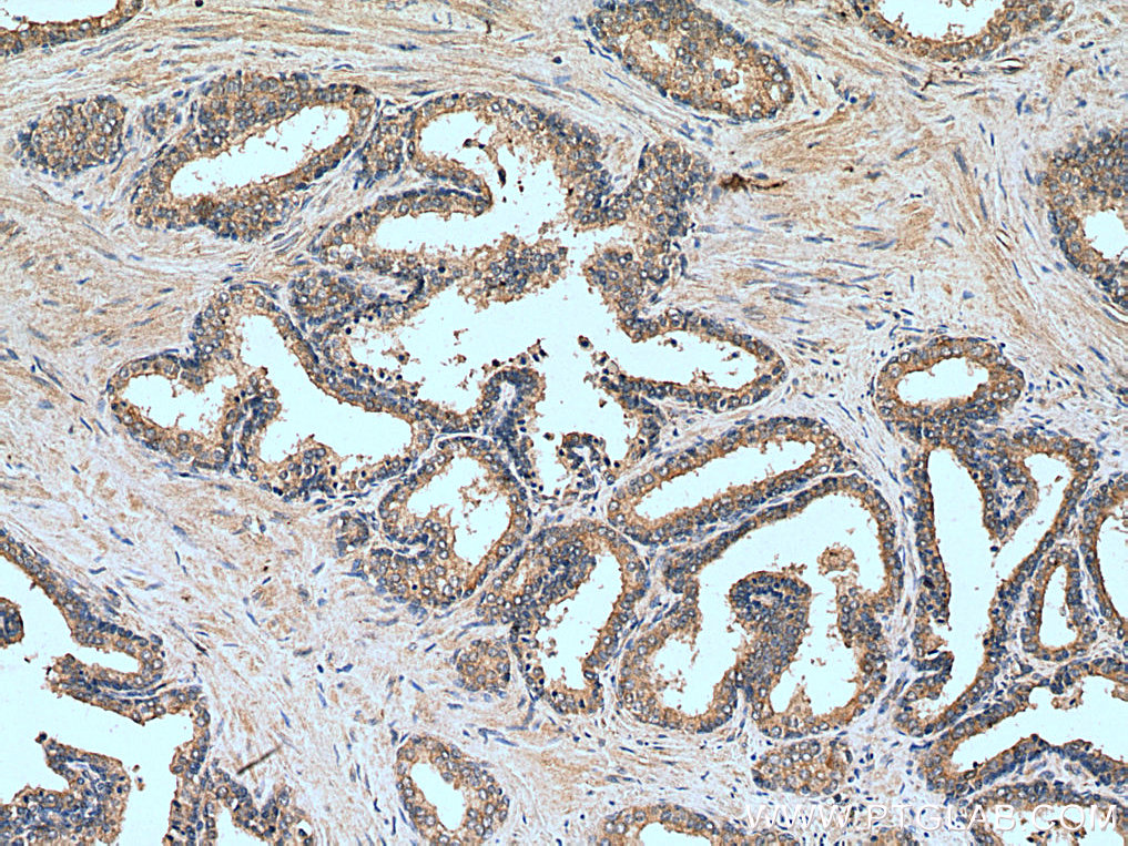 BCO2 Polyclonal antibody