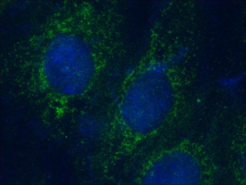 KIF3C Polyclonal antibody