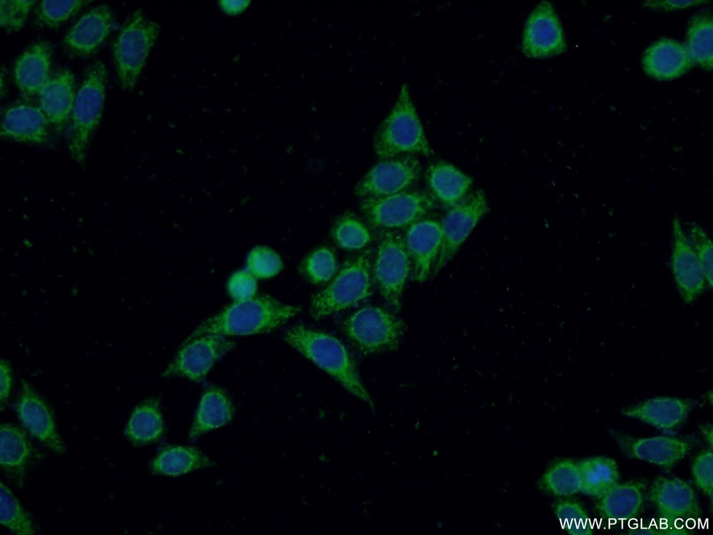 DIAPH3 Polyclonal antibody