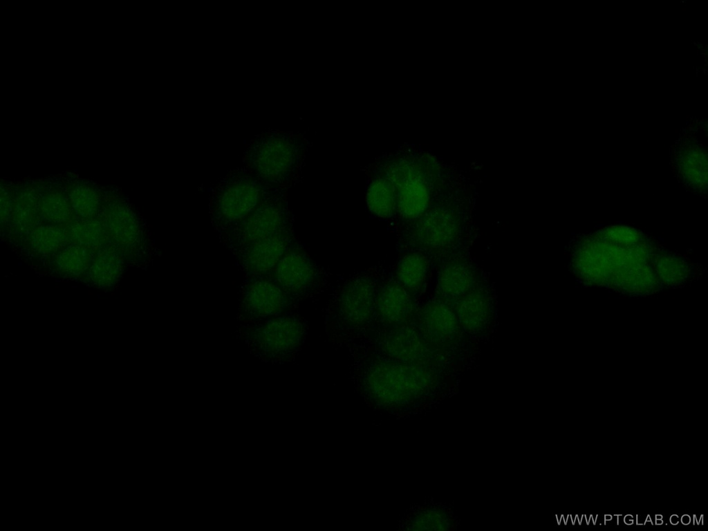 ERG Polyclonal antibody