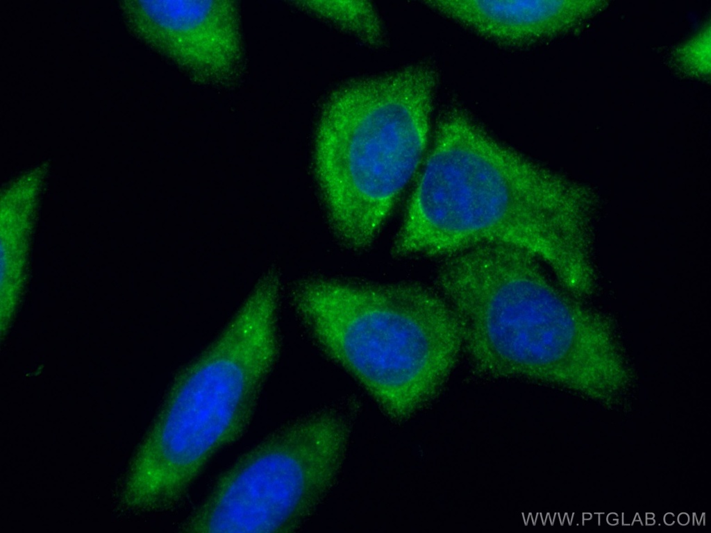 PEG10 Polyclonal antibody