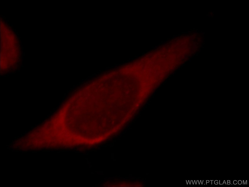 PIBF1 Polyclonal antibody