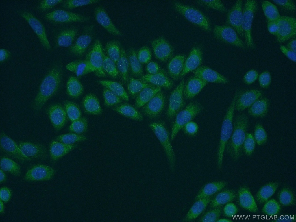 MOCS2B Polyclonal antibody