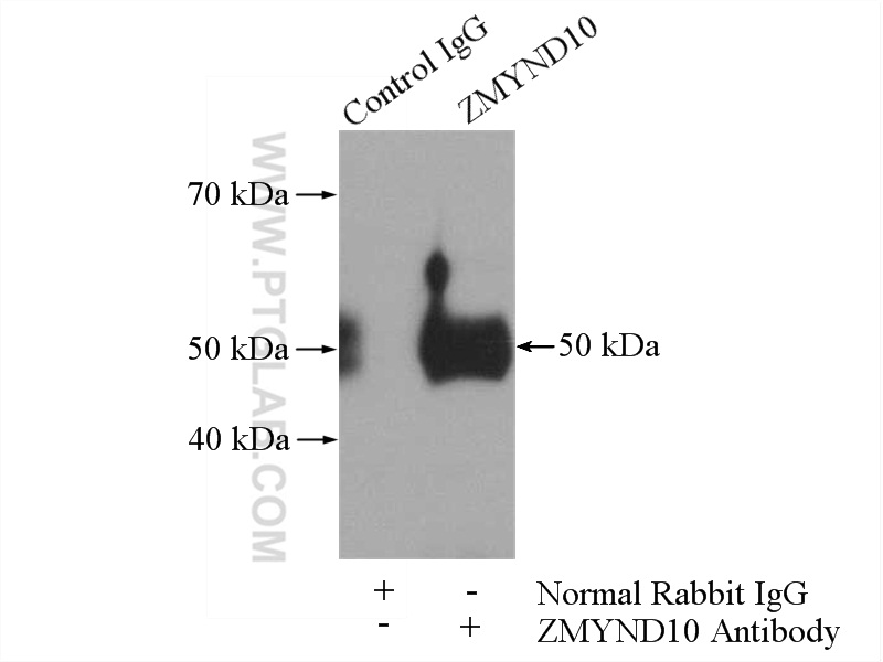 ZMYND10 Polyclonal antibody
