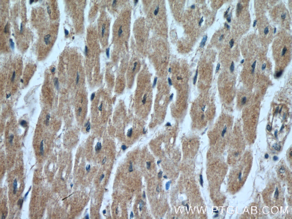 FECH Polyclonal antibody