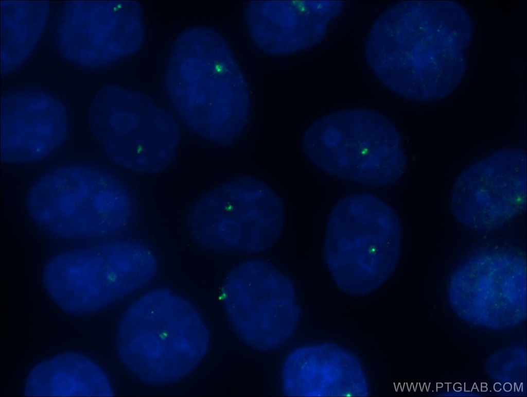 CEP250/CNAP1 Polyclonal antibody