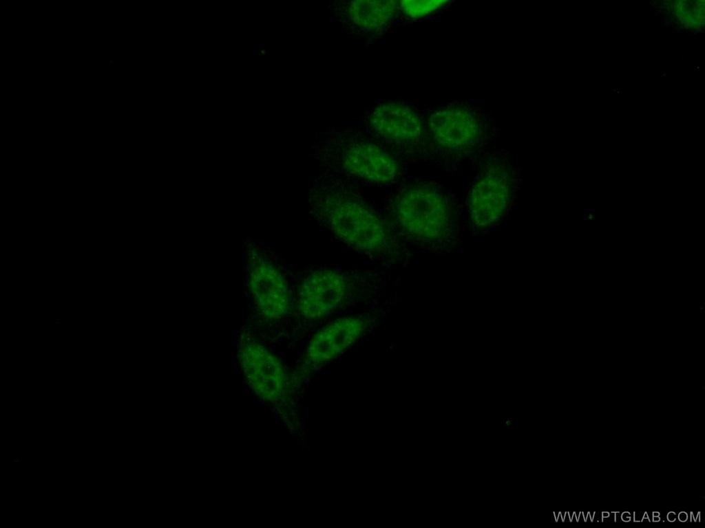 CROP Polyclonal antibody