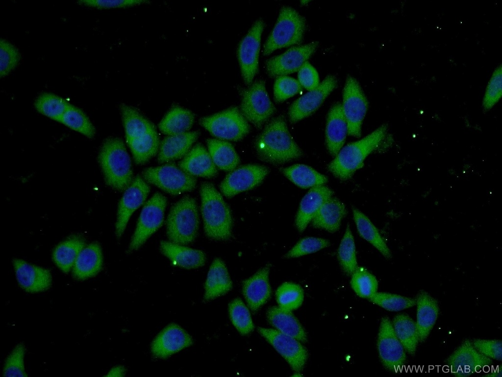 UBC12 Polyclonal antibody