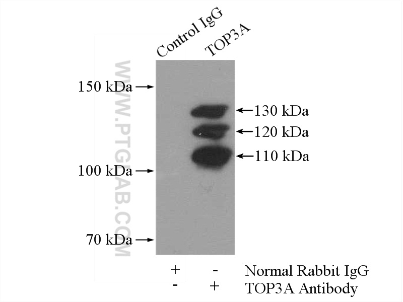 TOP3A Polyclonal antibody