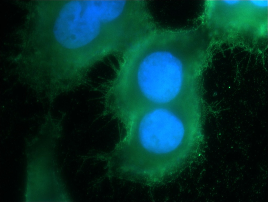 RGS4 Polyclonal antibody