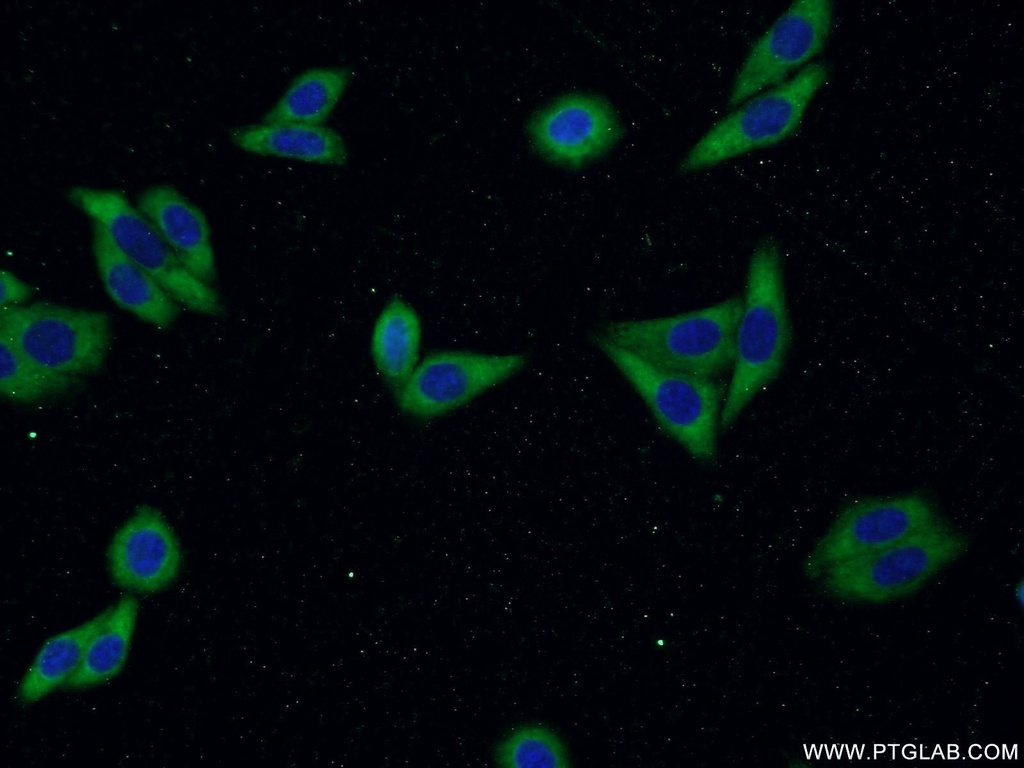 LAMR1,RPSA Polyclonal antibody