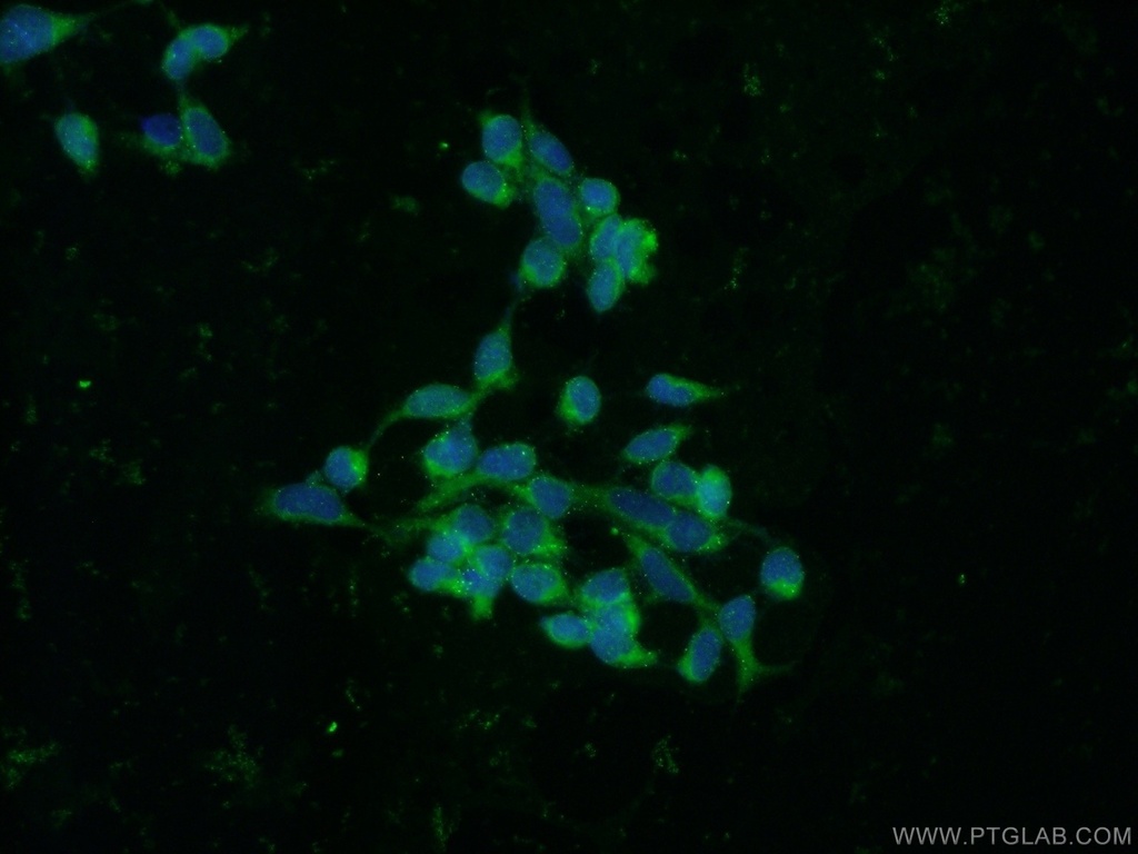 RBP7 Polyclonal antibody
