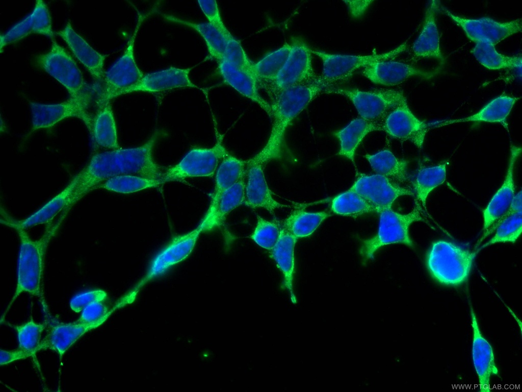 MSRA Polyclonal antibody