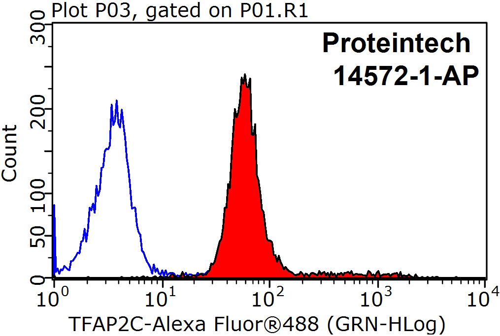 TFAP2C Polyclonal antibody