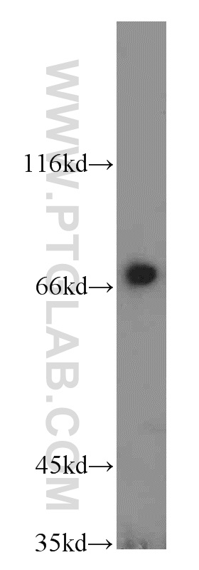 RAB11FIP5 Polyclonal antibody