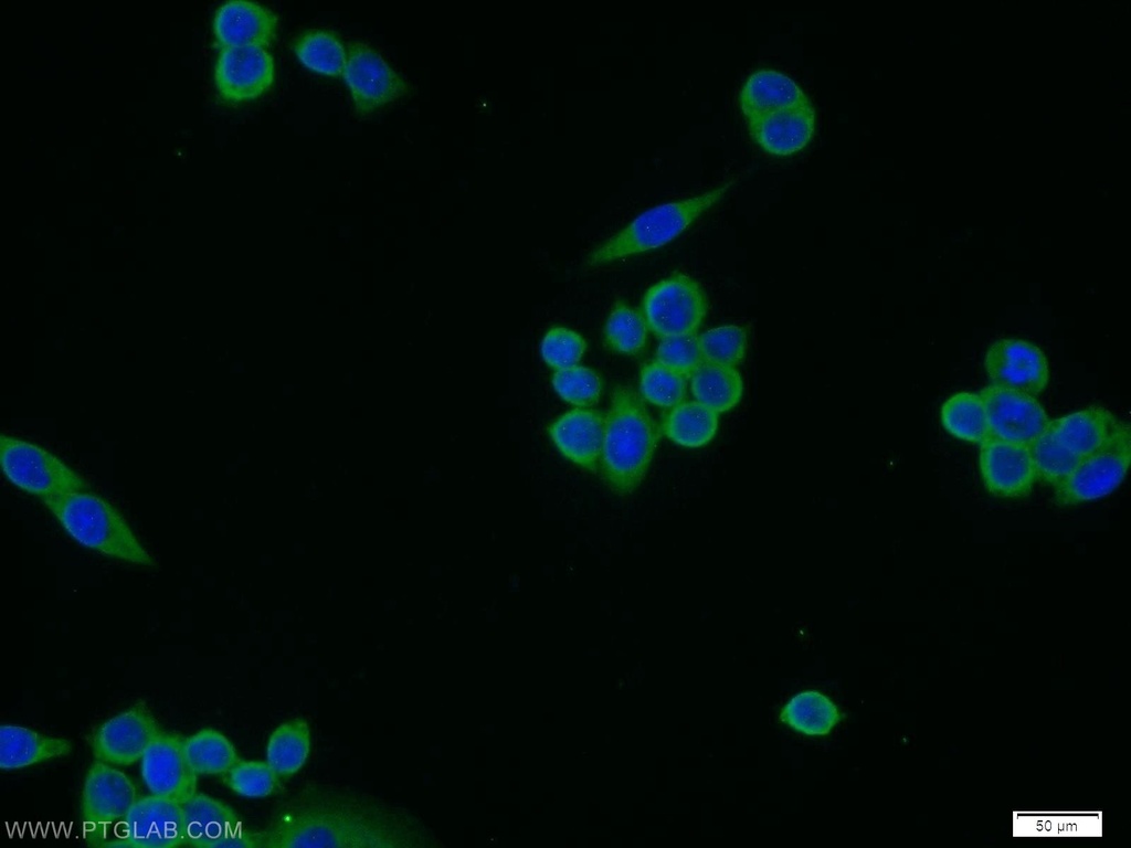 MEMO1 Polyclonal antibody