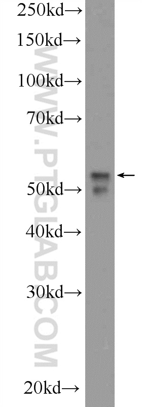 NEUROD4 Polyclonal antibody