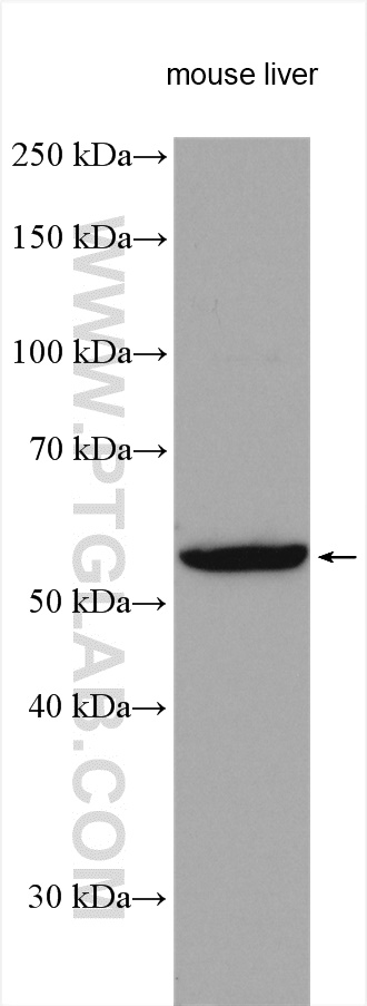 NOTUM Polyclonal antibody