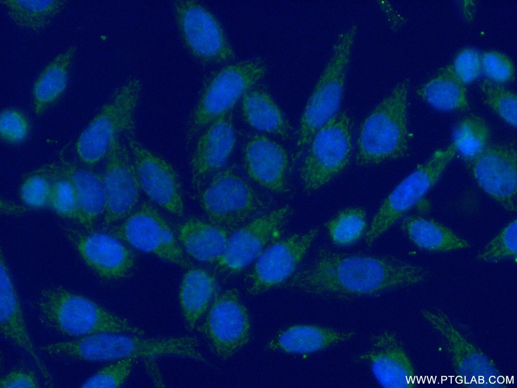 MRPL48 Polyclonal antibody