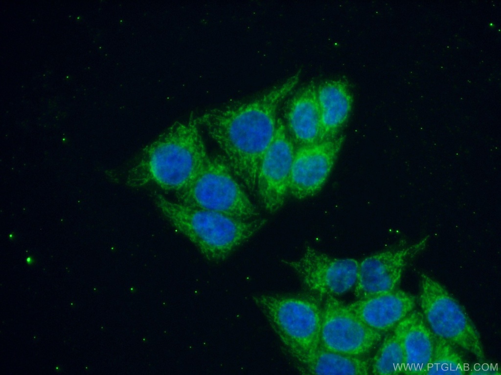 RNMTL1 Polyclonal antibody