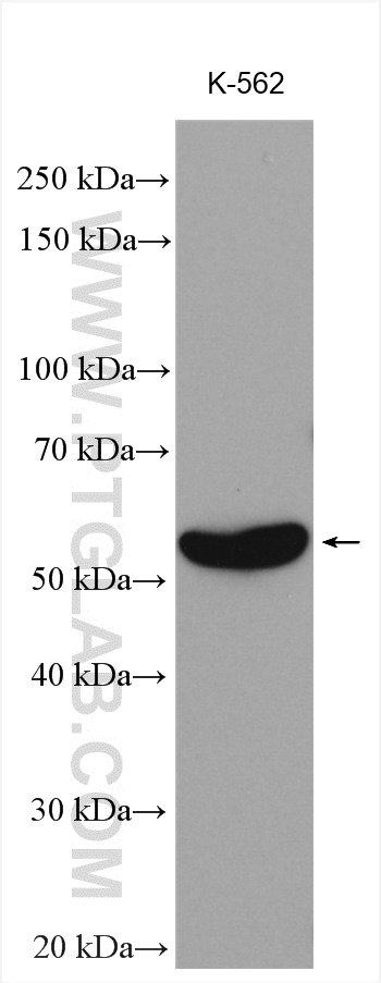 MPP1 Polyclonal antibody