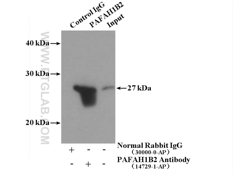 PAFAH1B2 Polyclonal antibody