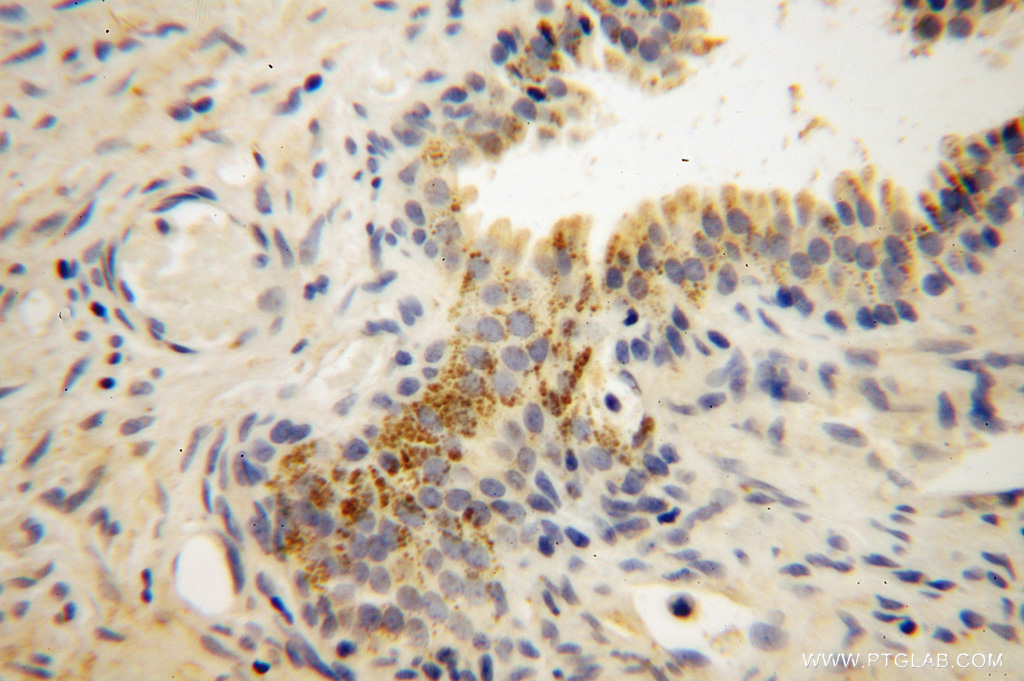 Muskelin Polyclonal antibody
