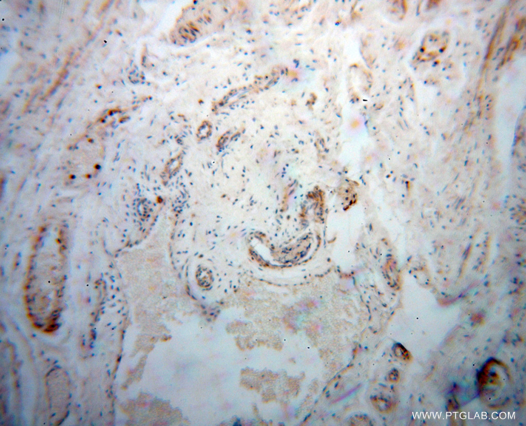 DEFB1 Polyclonal antibody