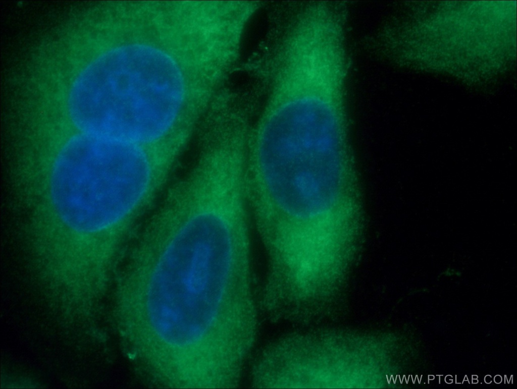 DRG2 Polyclonal antibody
