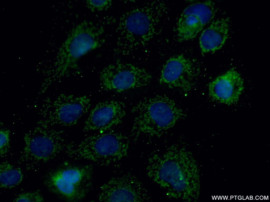 MRPL27 Polyclonal antibody