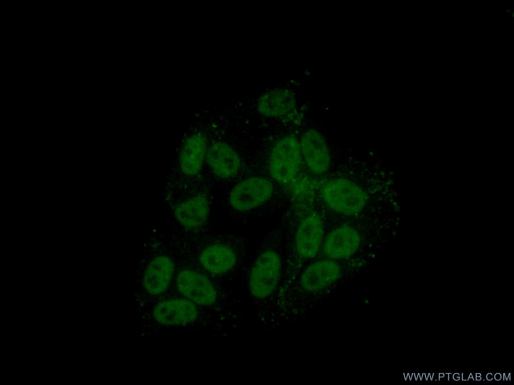 HNRNPH1 Polyclonal antibody