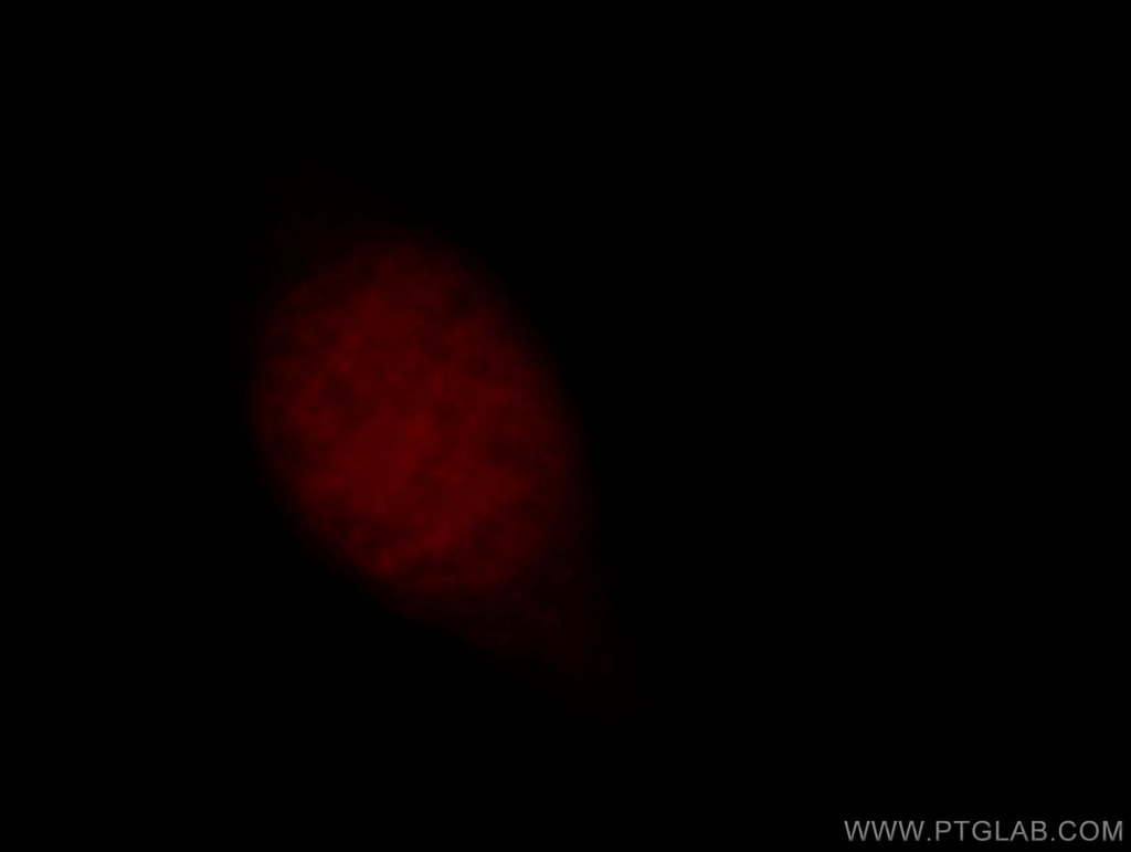 OBFC2B Polyclonal antibody