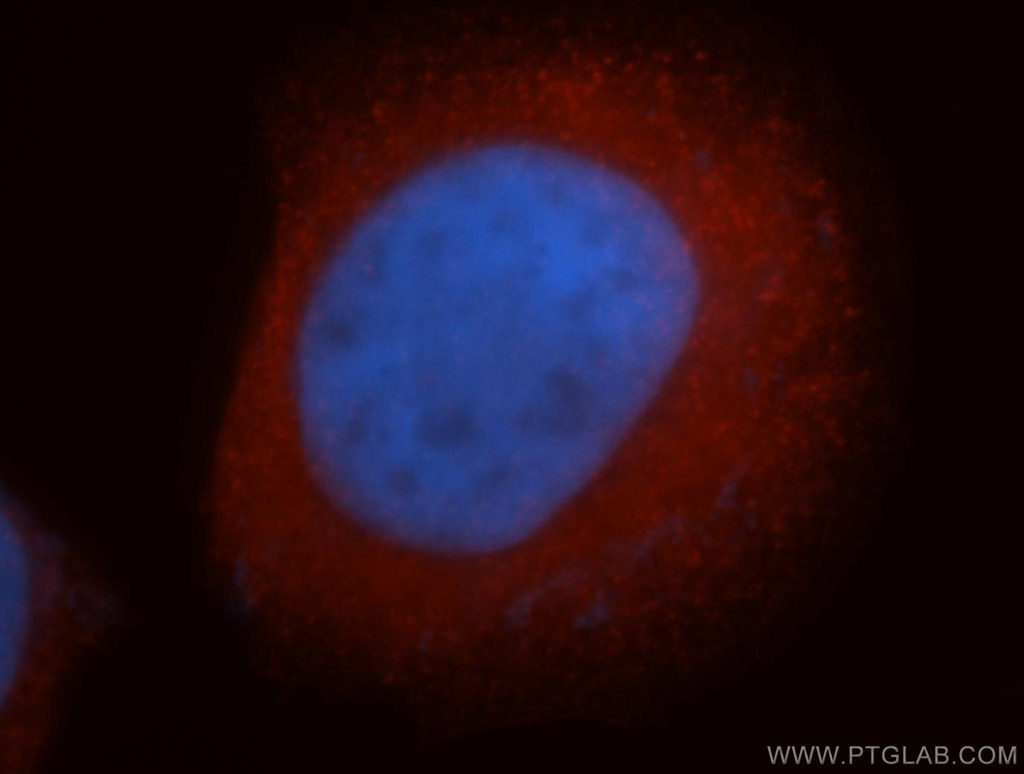 ISCU Polyclonal antibody