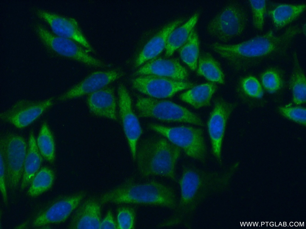 RPL35 Polyclonal antibody
