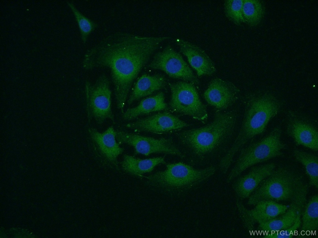 RPS24 Polyclonal antibody