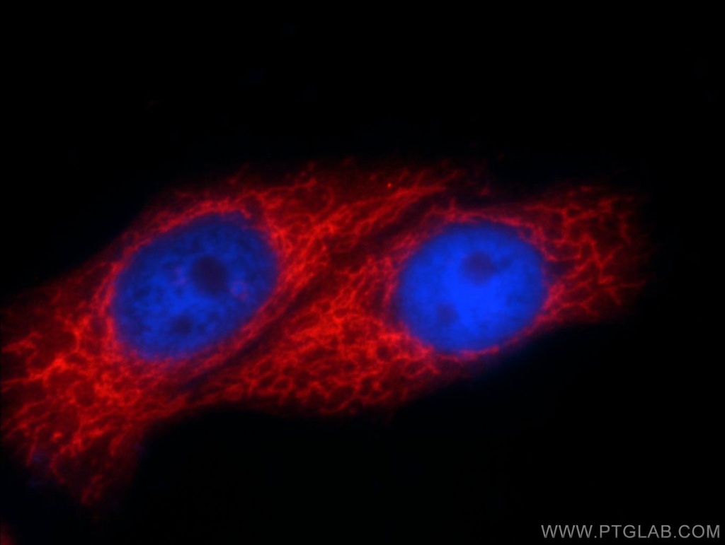 SLC25A6-Specific Polyclonal antibody