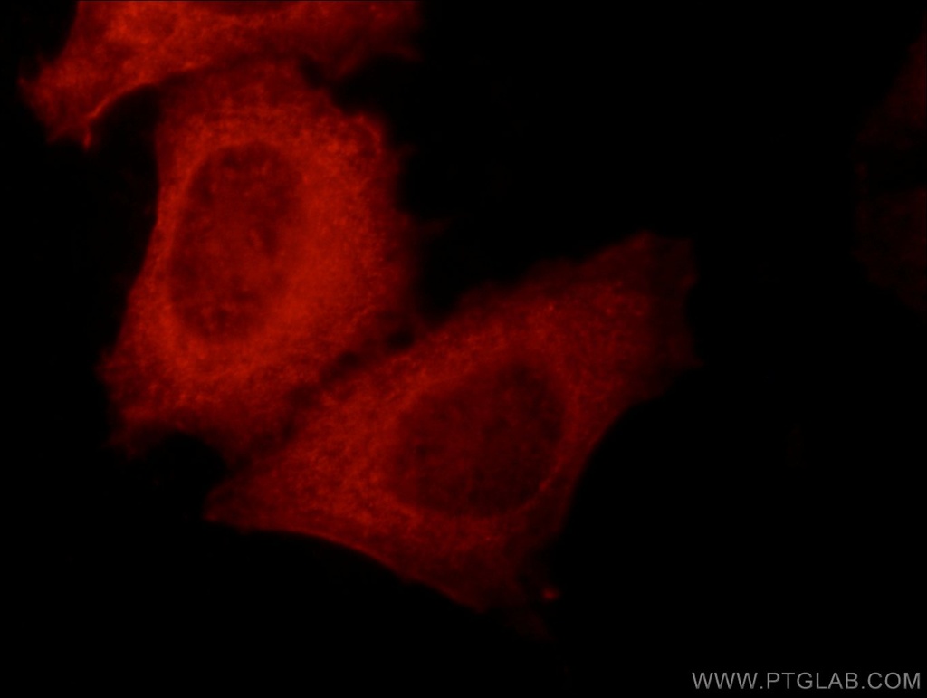 KLHL14-Specific Polyclonal antibody