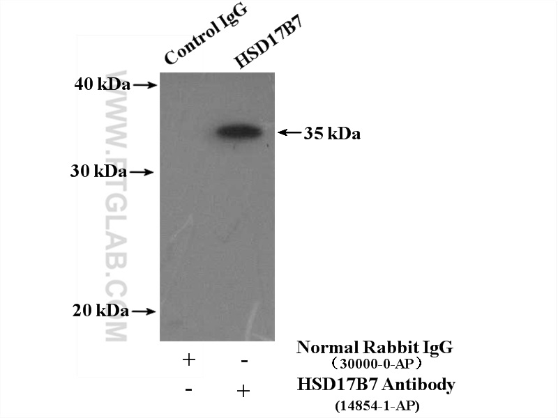 HSD17B7 Polyclonal antibody