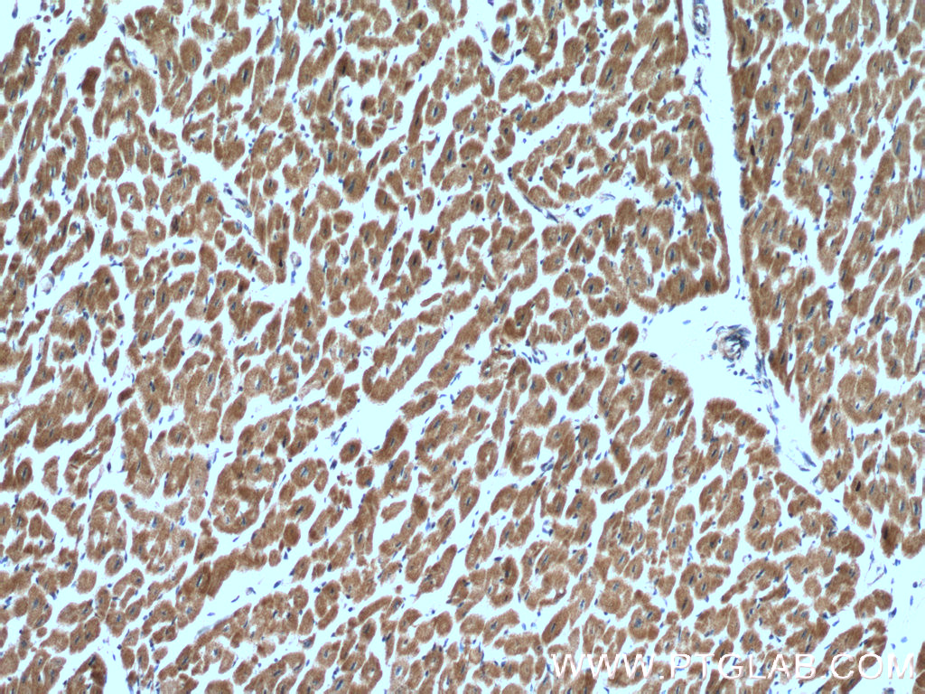 RBX1 Polyclonal antibody