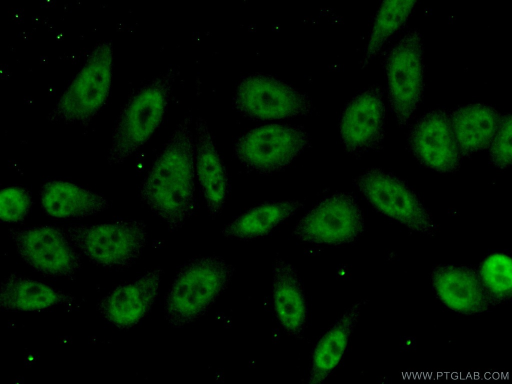 RBM8A,Y14 Polyclonal antibody