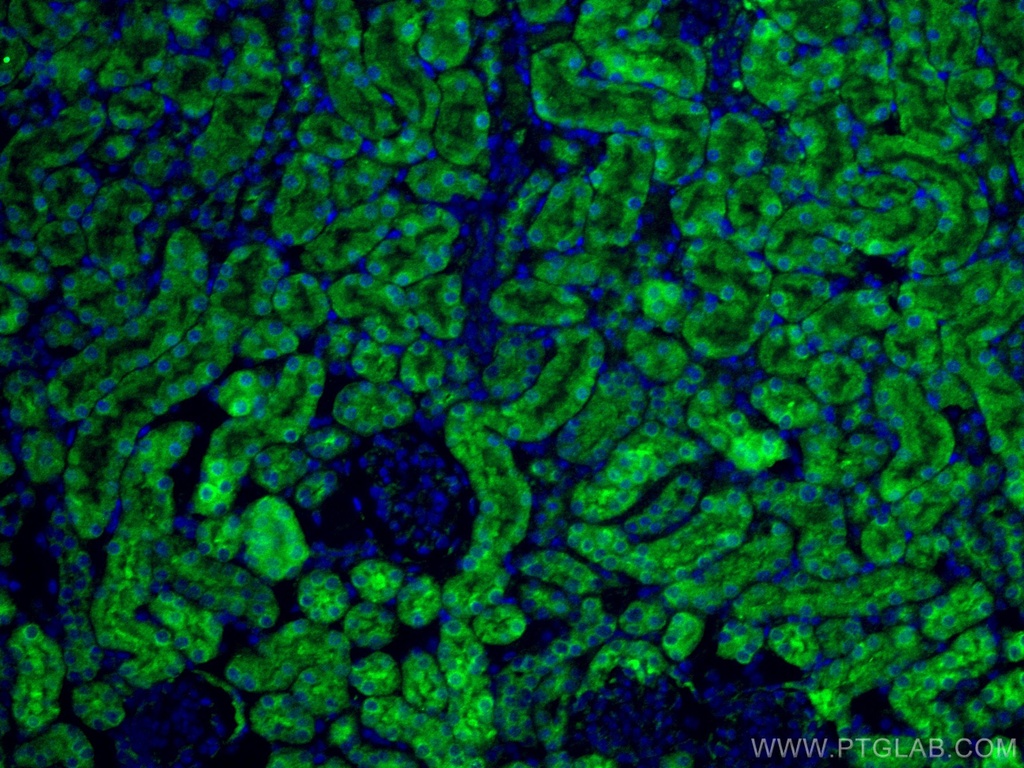 RENALASE Polyclonal antibody
