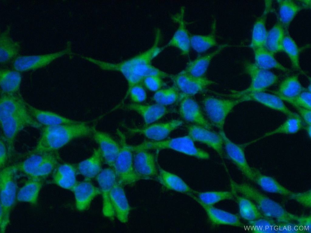 ARIH2 Polyclonal antibody