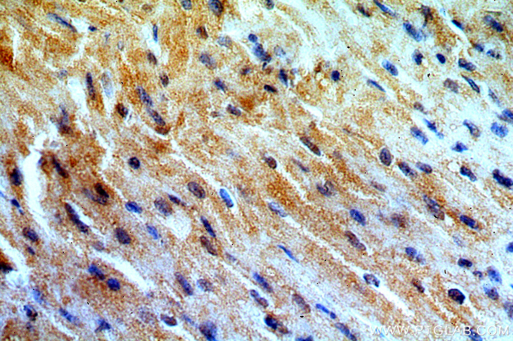 MYO1B Polyclonal antibody
