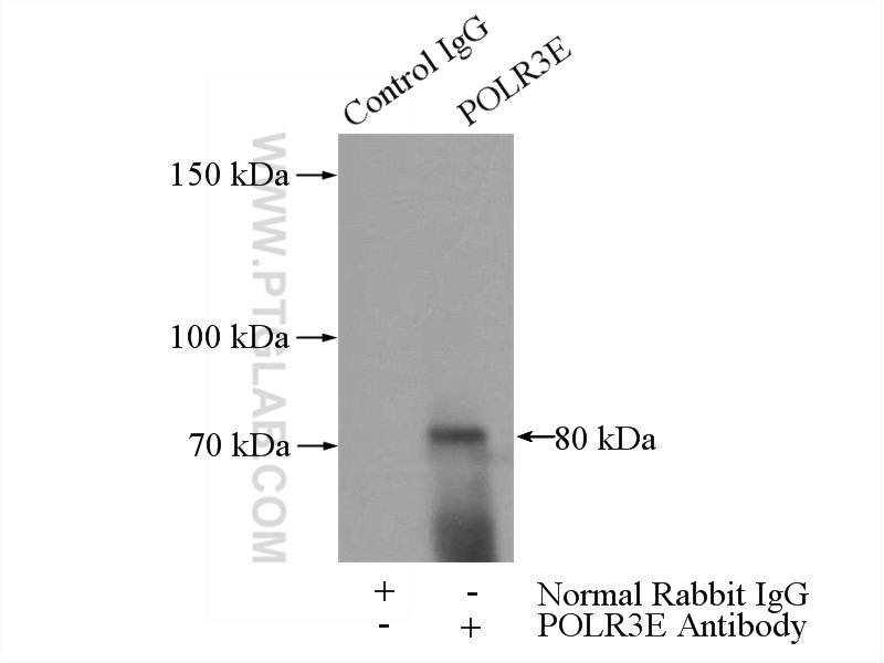 POLR3E Polyclonal antibody