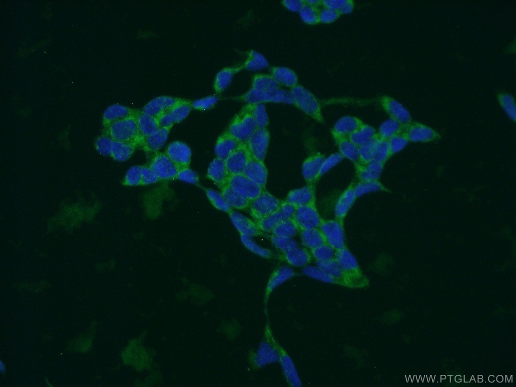 MRPL14 Polyclonal antibody