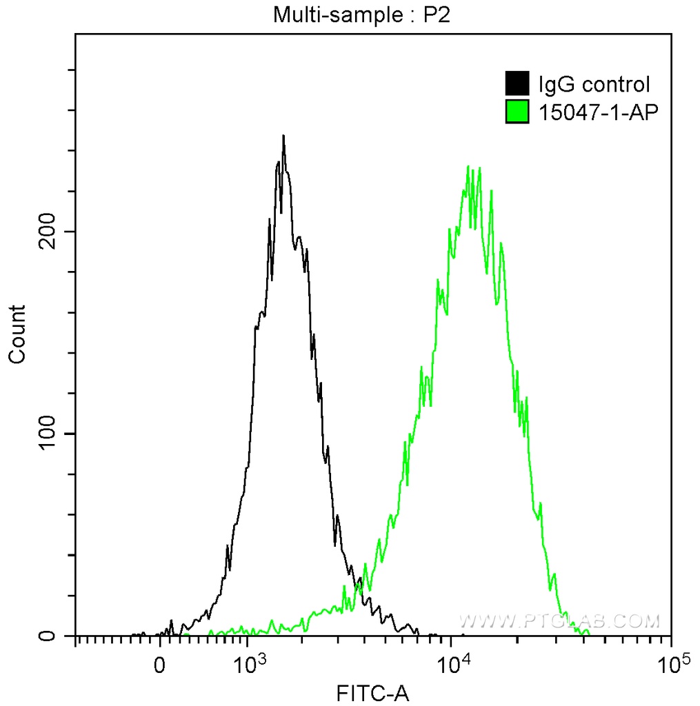 Thymidylate synthase Polyclonal antibody