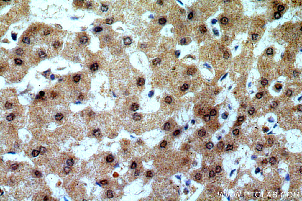 TRNAU1AP,SECP43 Polyclonal antibody
