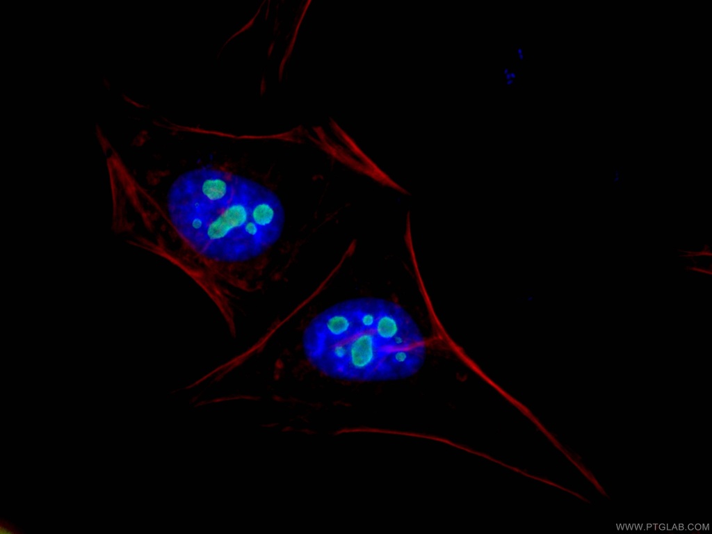 GNL3 Polyclonal antibody
