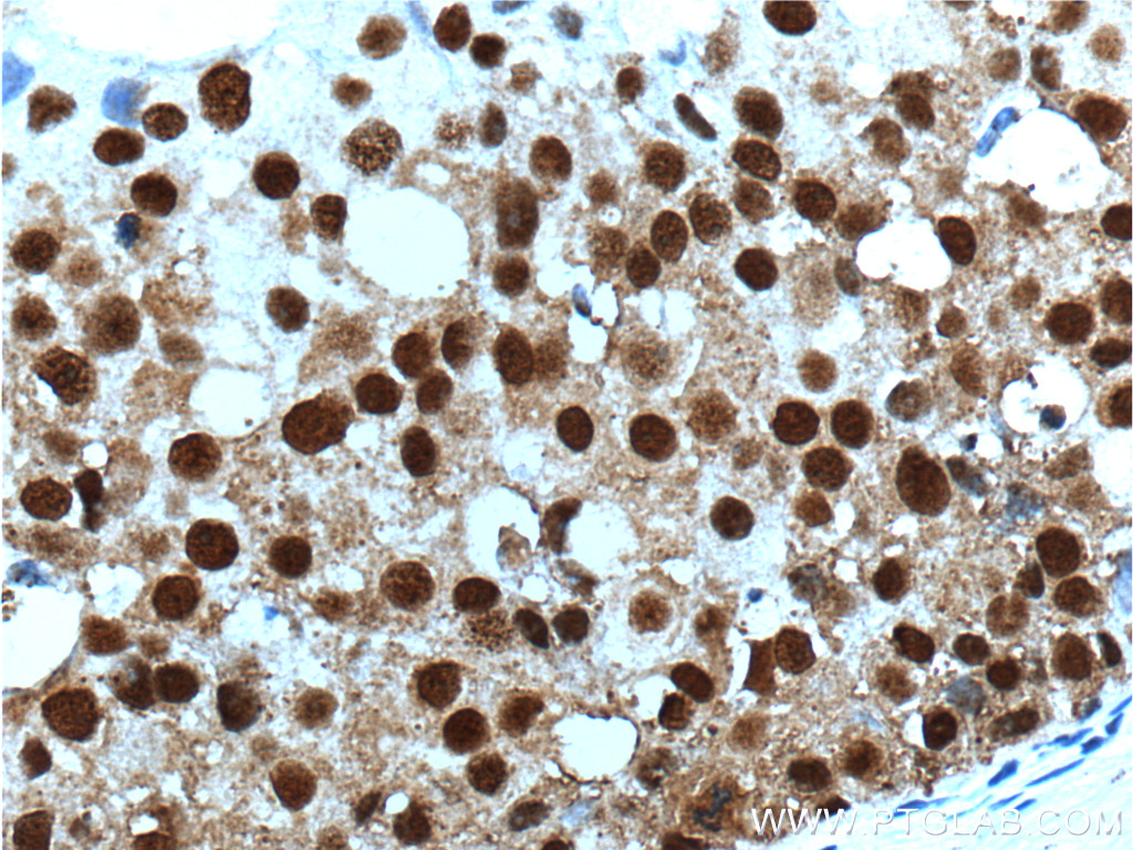 SNRPG Polyclonal antibody