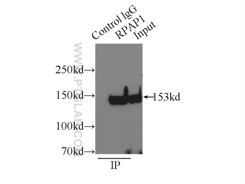 RPAP1 Polyclonal antibody